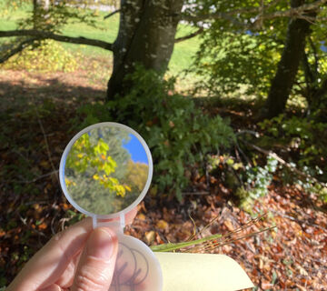 Wald